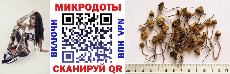 цена   Сим  Псилоцибиновые грибы Cubensis 